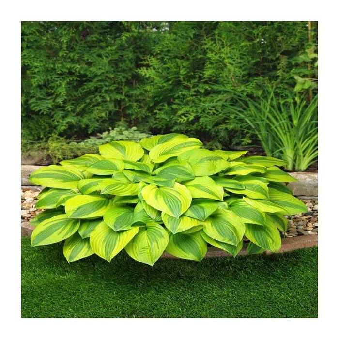 Hosta Velvet Moon