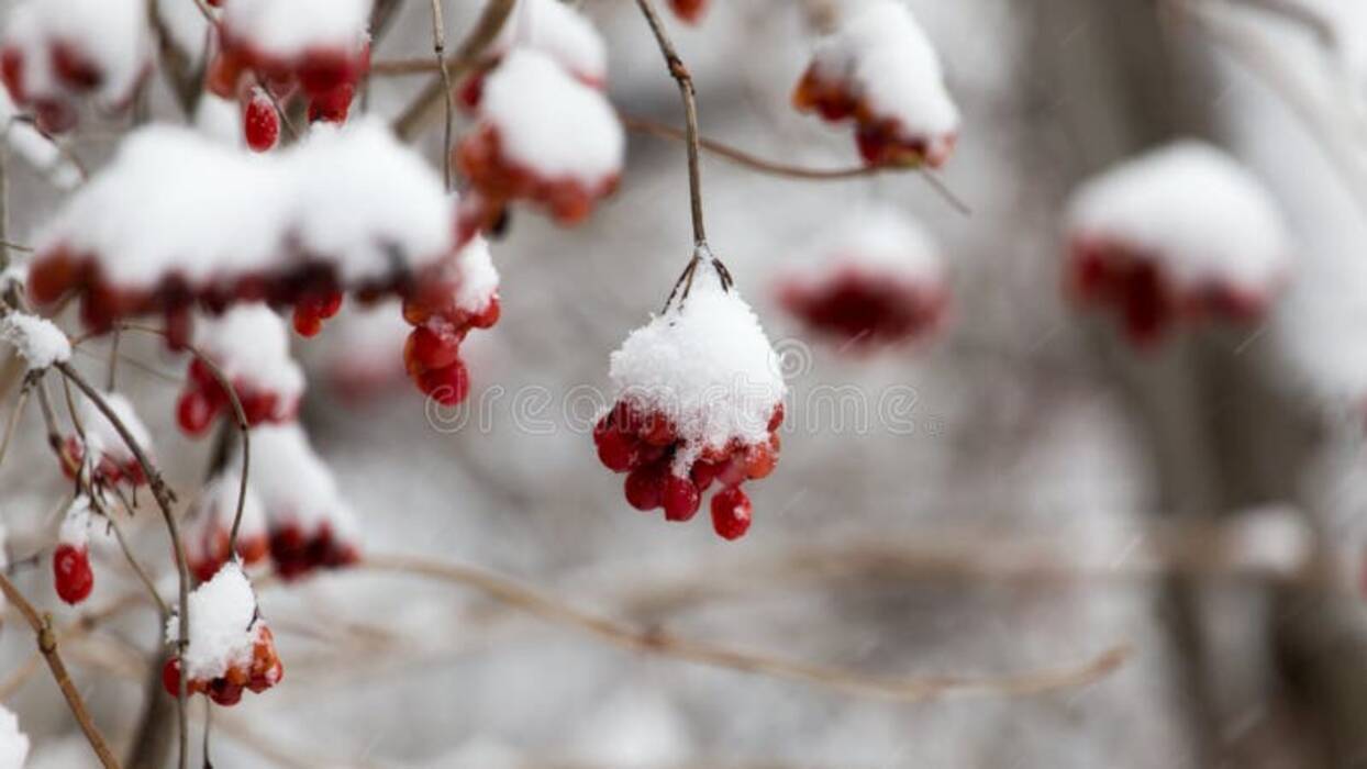 Cómo hacer que el eneldo brote rápidamente?