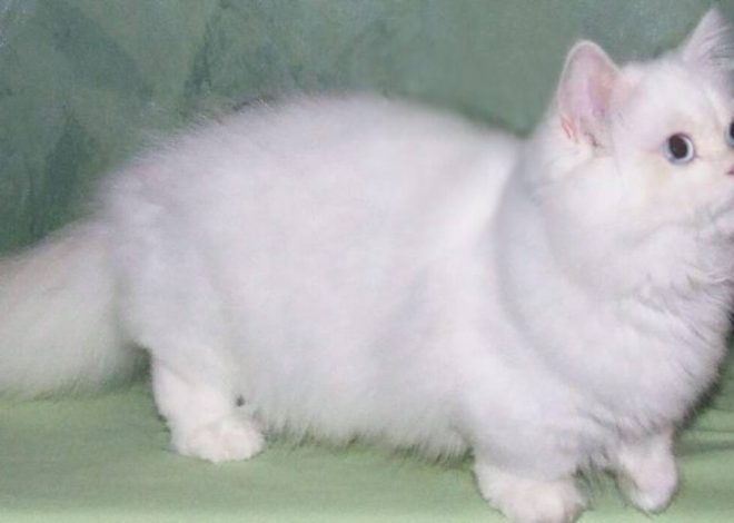 Cómo cultivar una ciruela a partir de una semilla?