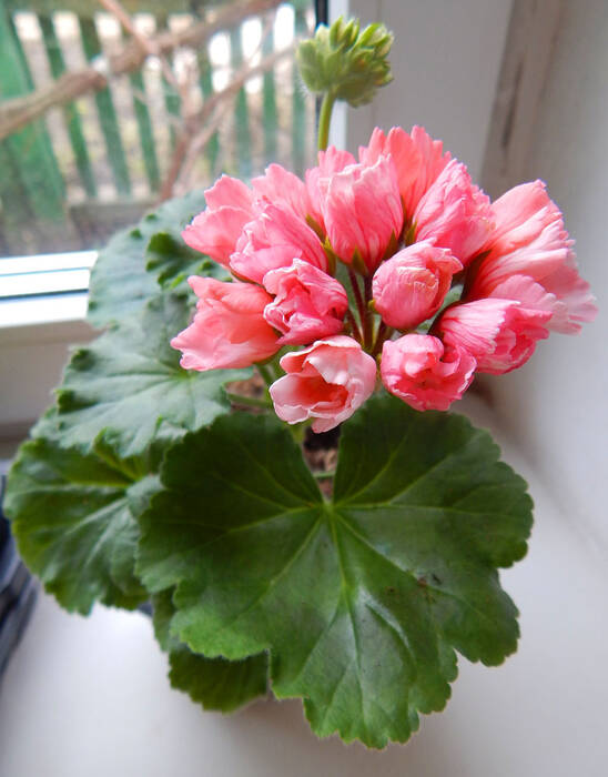 Pelargonium Maria-Louise