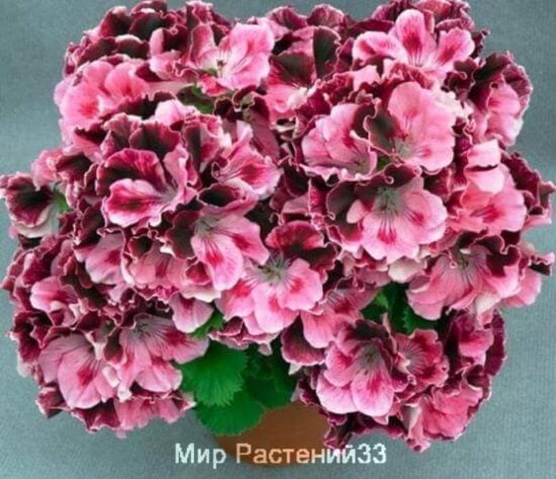 Pelargonium Mona Lisa