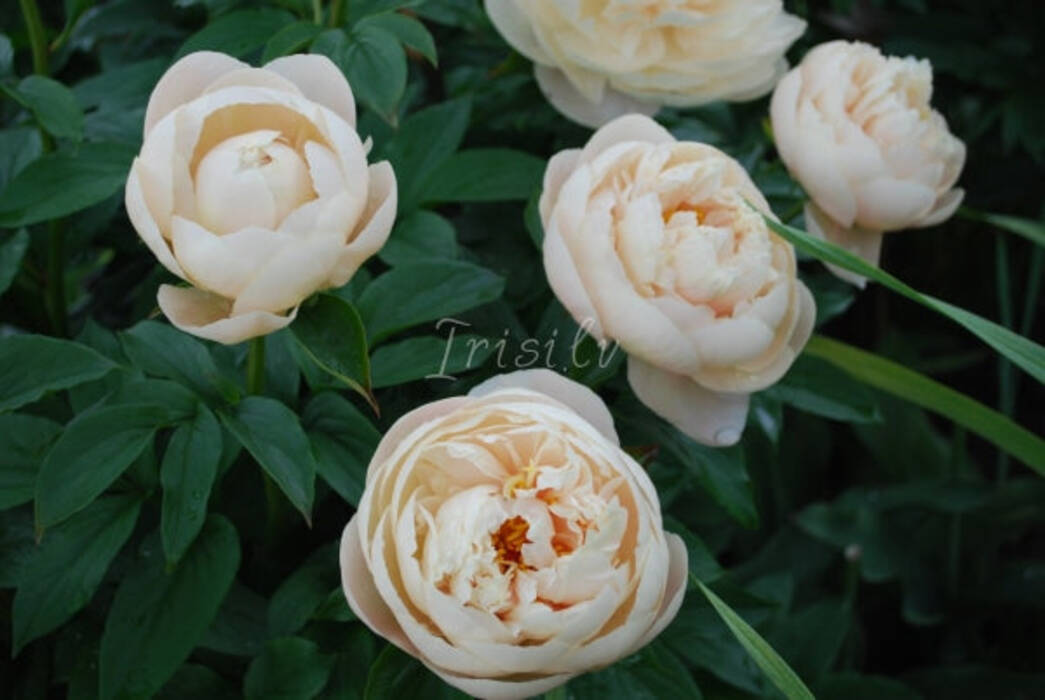 Peonías Pastelegance