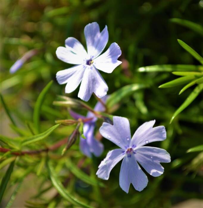 Phlox Estrella de París