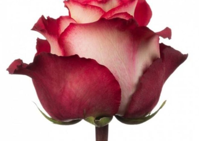 Cómo y cuándo florecen los cerezos?