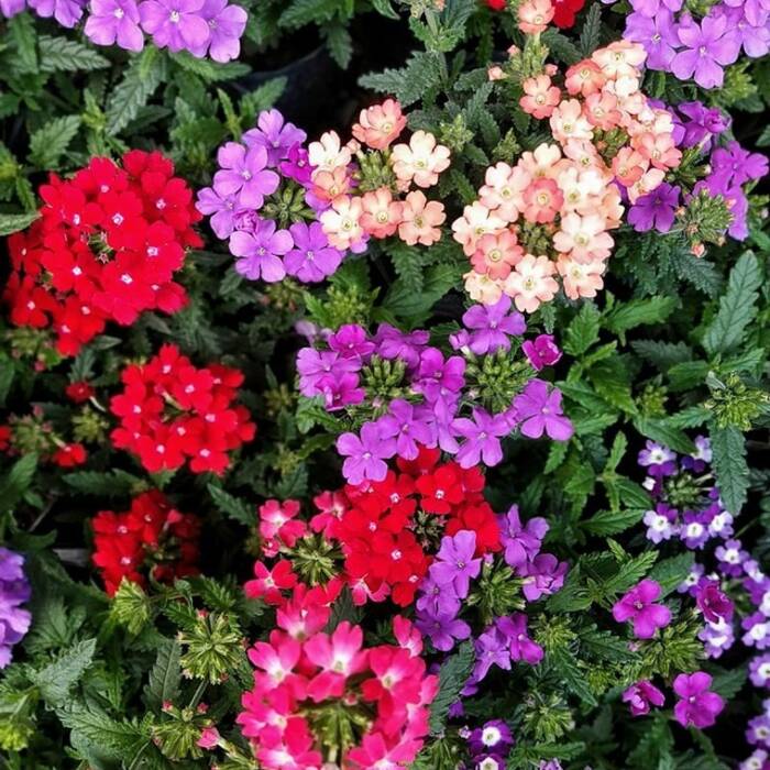 Todo sobre la verbena