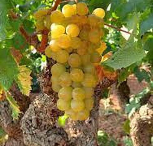 Uva doncella en invierno