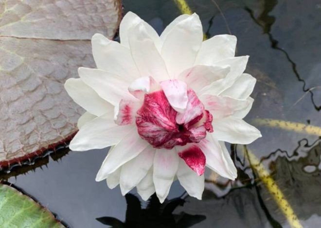 Victoria amazónica y sus características