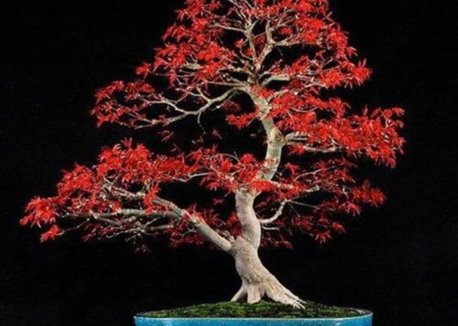 Características de la propagación del arce