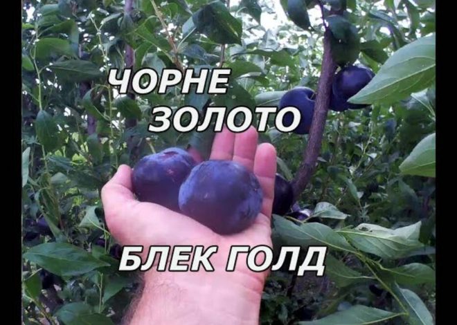 Cómo y cuándo florece el roble?