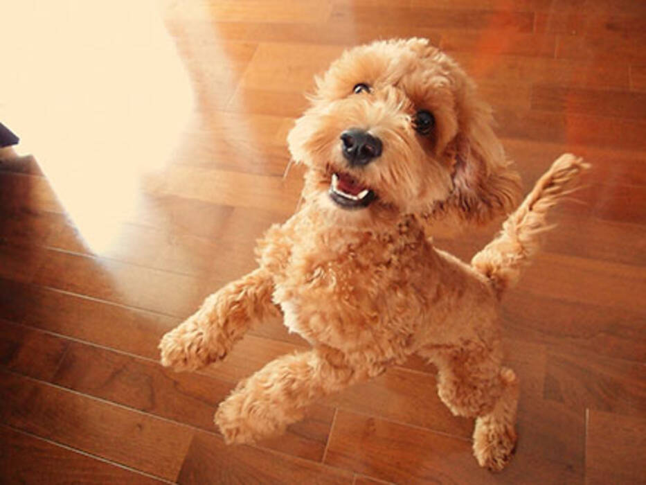 Cockapoo