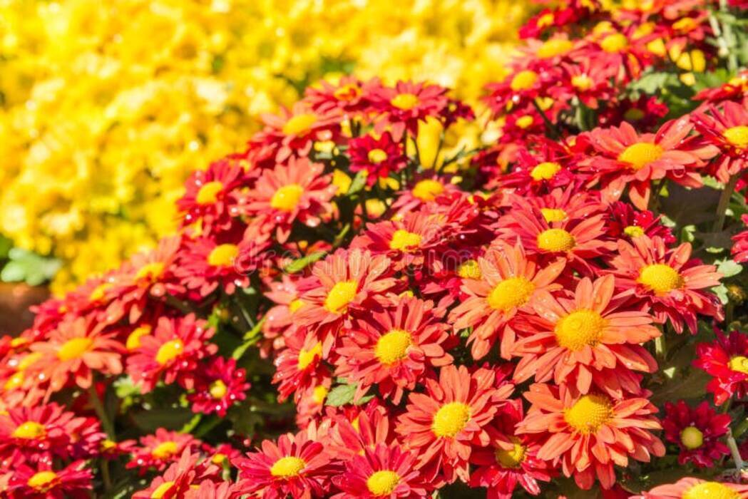 Qué tipo de suelo se necesita para las fresas?