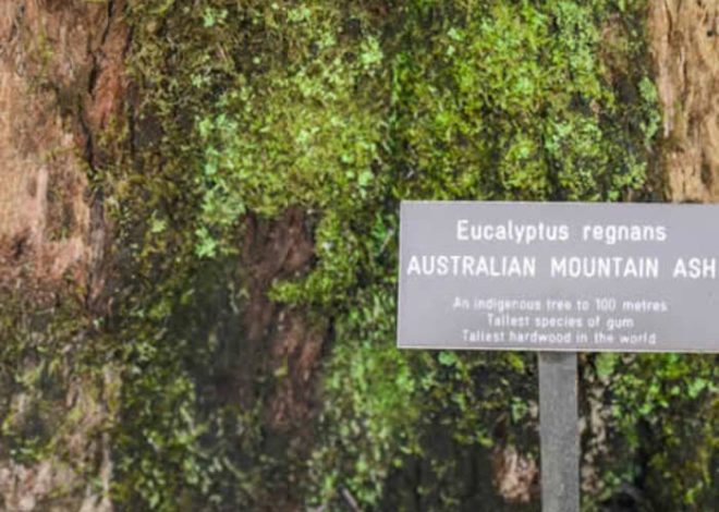 Peculiaridades de la propagación del fresno de montaña