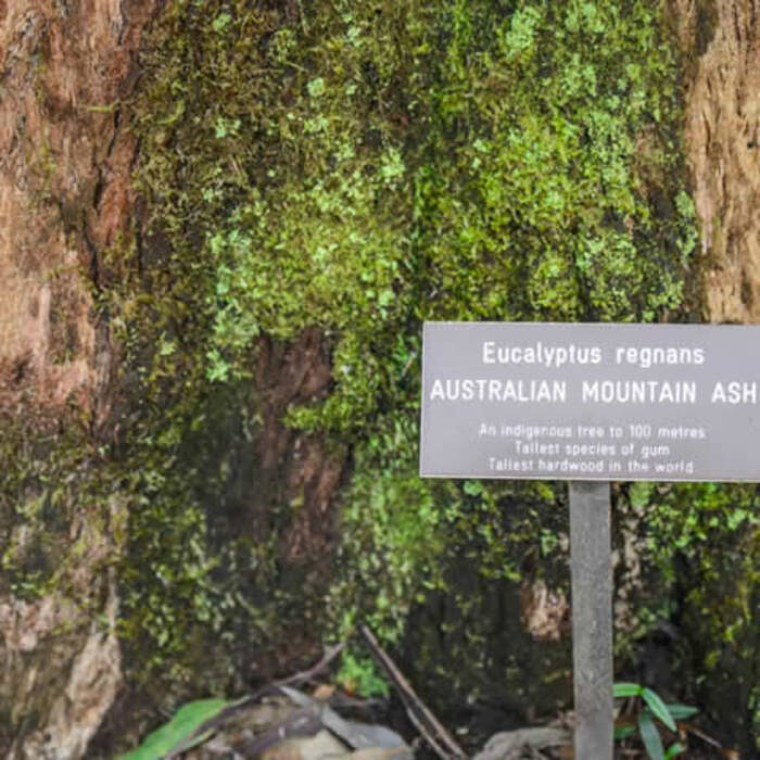 Peculiaridades de la propagación del fresno de montaña