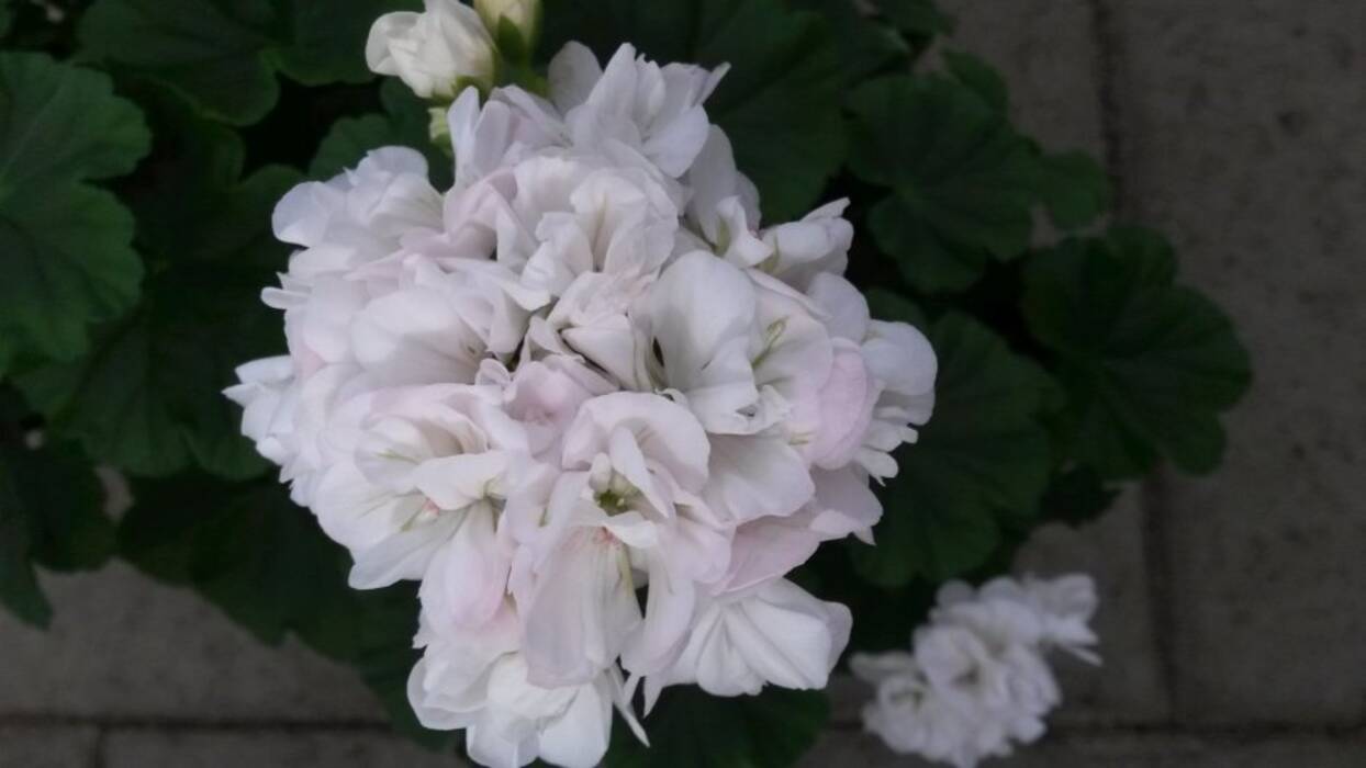 Pelargonium odensio Sinfonía