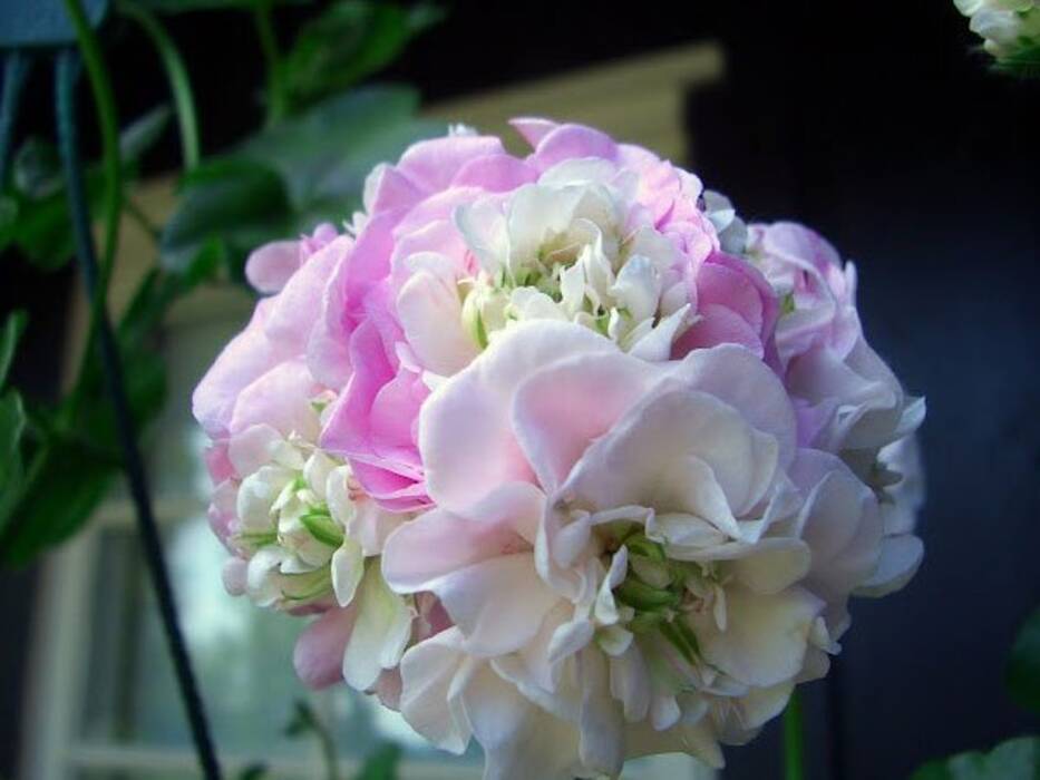 Pelargonium PAC Viva Carolina