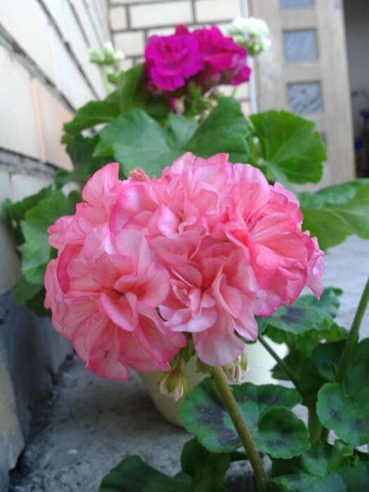 Pelargonium Passat