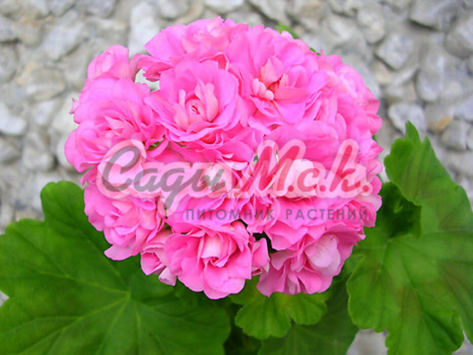 Pelargonium Pink Rambler