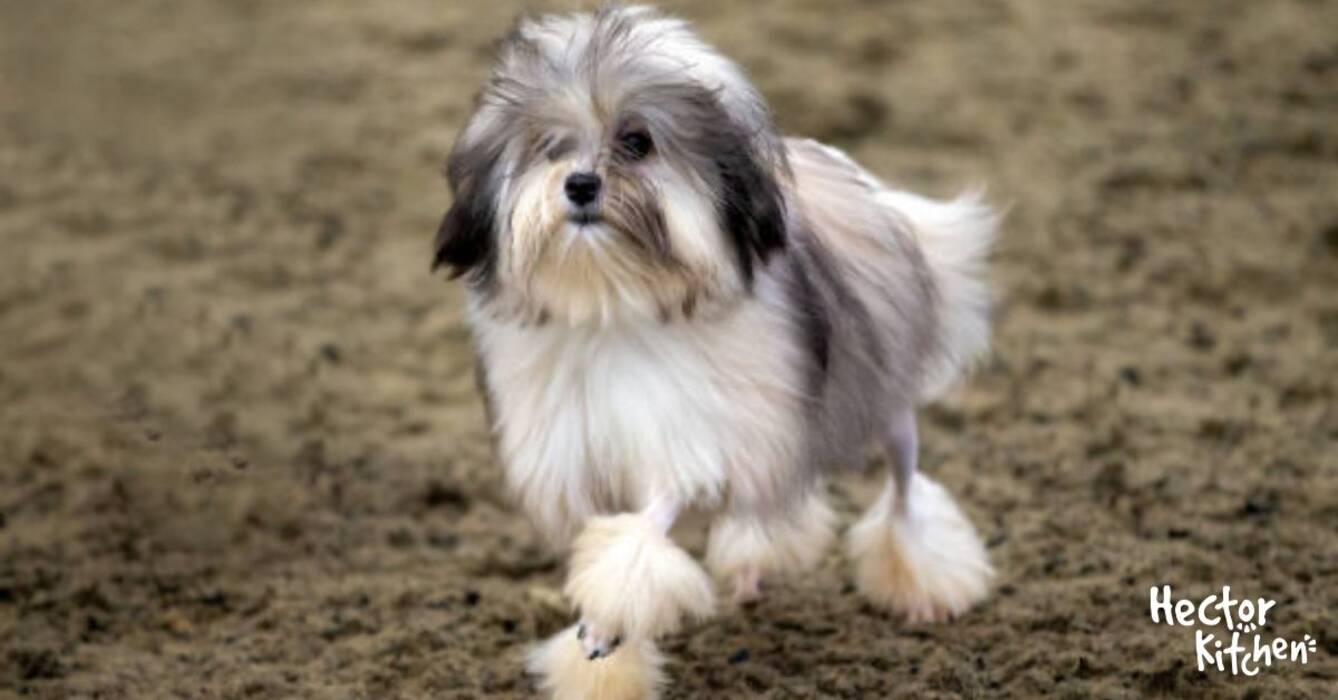 Pequeño perro león (Bichón de Lyon)