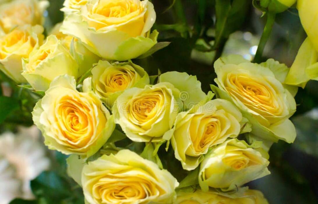 Rosa Campanella Melocotón