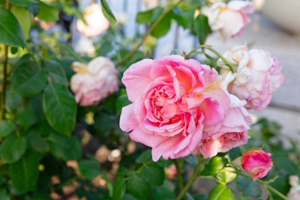 Rosa Reina de Suecia