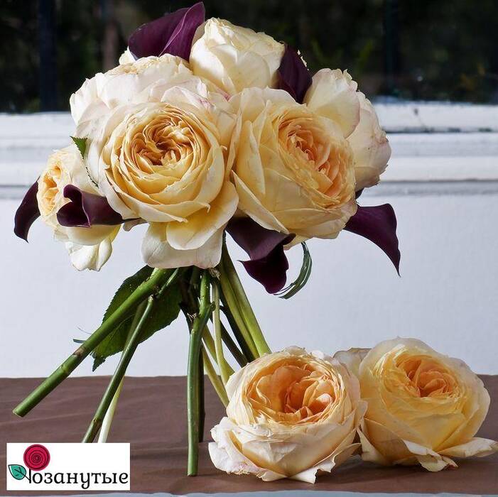 Rose Caramel Antique