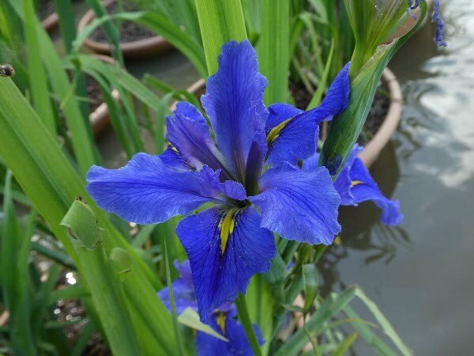 Todo sobre la plantación de iris