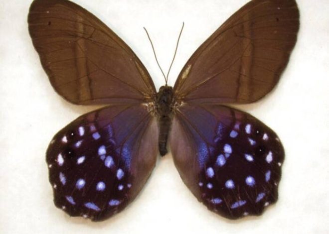 En qué año fructifica el albaricoquero y por qué no florece?