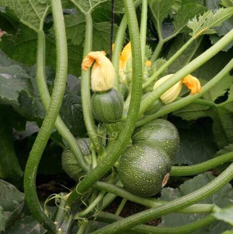 Cómo propagar el pino?