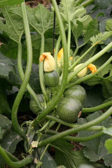 Cómo propagar el pino?