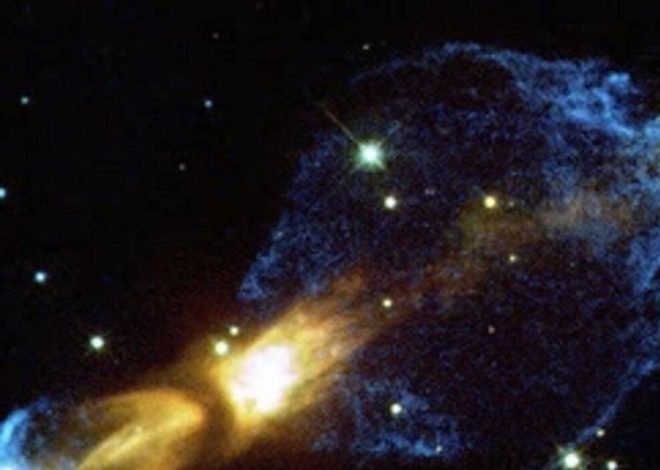 Serbal común: descripción y cultivo