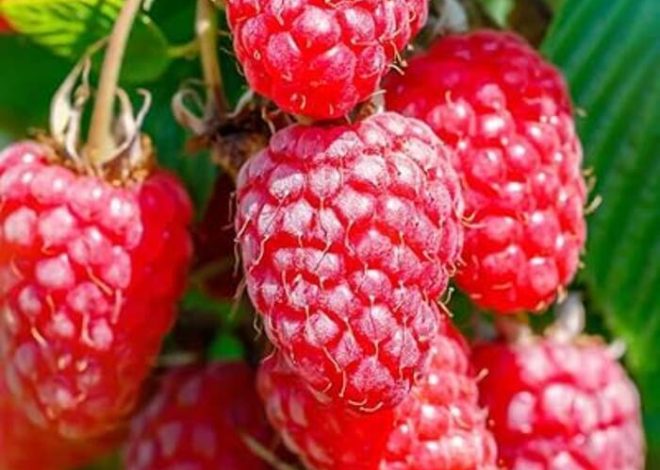 Qué maceta se necesita para pelargonium ("geranio de interior")?