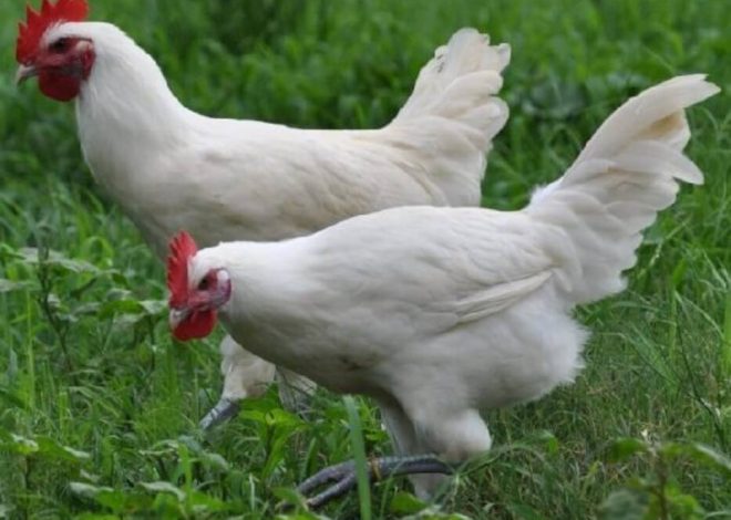 Gallinas Lakedanzi