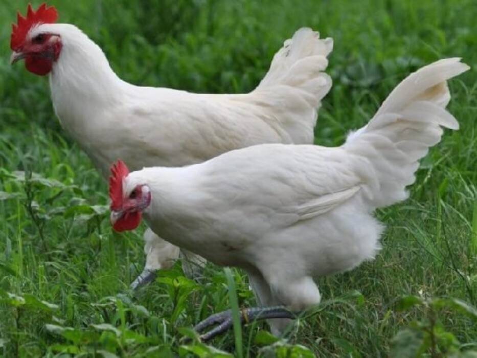 Gallinas Lakedanzi
