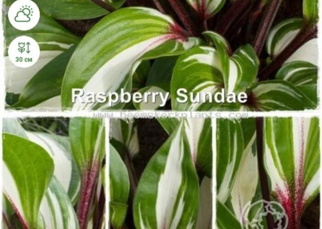 Hosta Raspberry Sunday