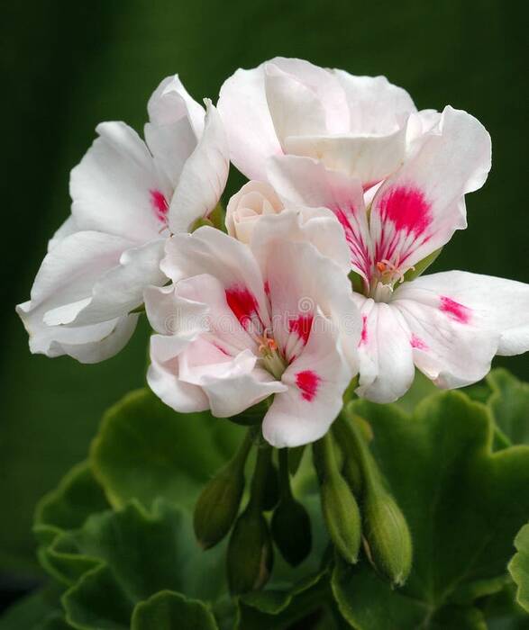 Pelargonio Princesa Sandra