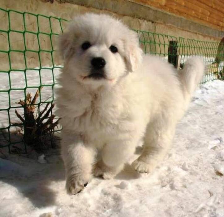 Perro pastor del Maremmo-Abruzzo