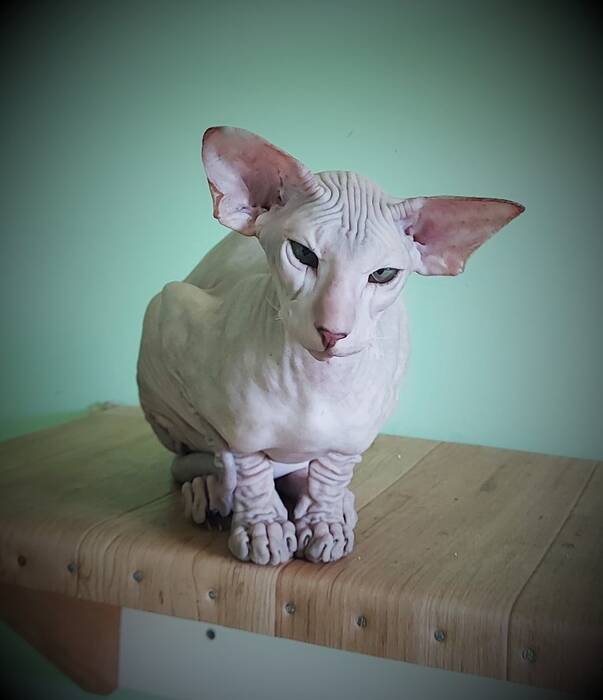 Petersburgo Sphynx (Peterbold)