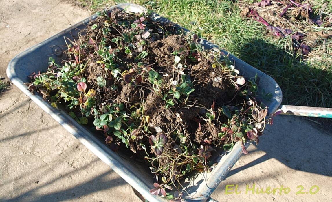 Plantar fresas y ajos en el mismo arriate