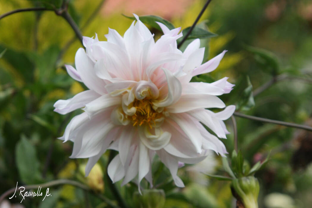 Perejil en grosellas: cómo tratarlo?