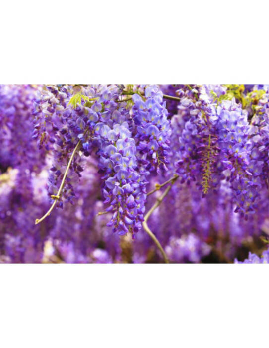 Todo sobre la glicinia doméstica