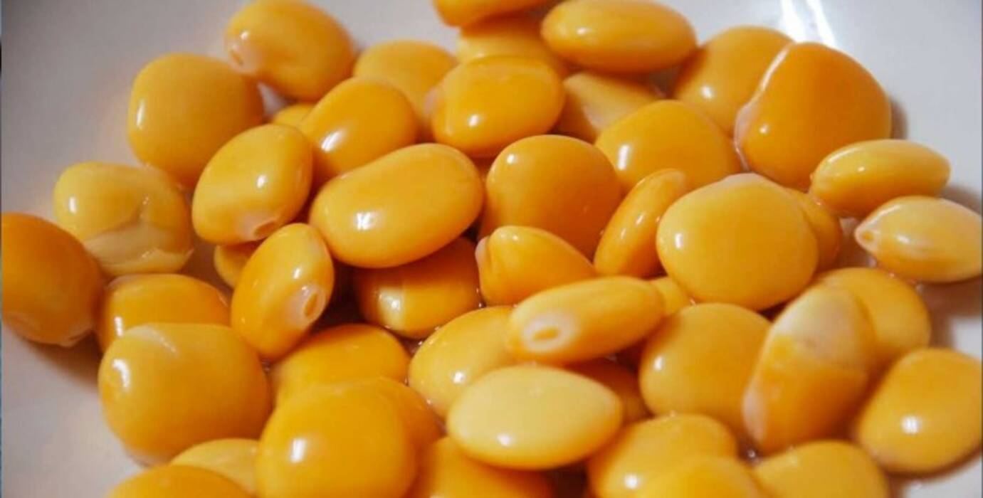 Todo sobre los altramuces amarillos