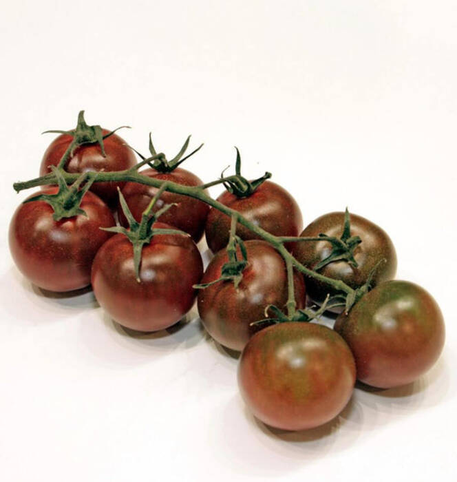 Tomate Lady Brown
