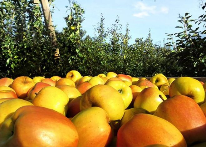 Vecindad de groselleros y manzanos