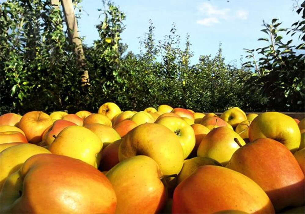 Vecindad de groselleros y manzanos