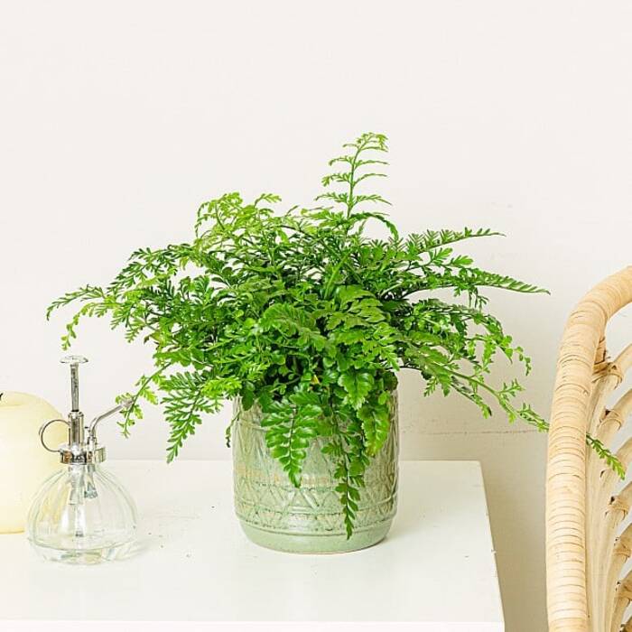 Características y técnica de poda de los sauces