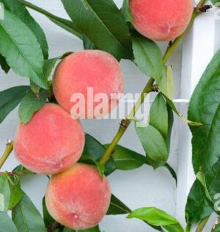 Melocotón Redhaven (Red Hill)