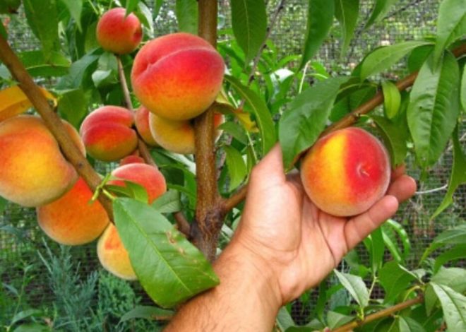 Melocotonero Loiko-2