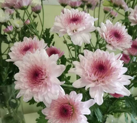 Peculiaridades de la propagación del crisantemo