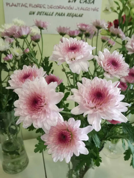 Peculiaridades de la propagación del crisantemo