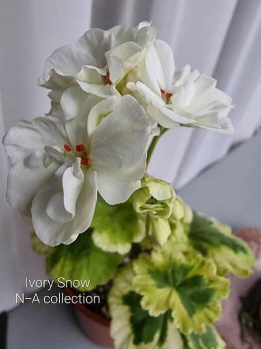 Pelargonium Celeste Julia